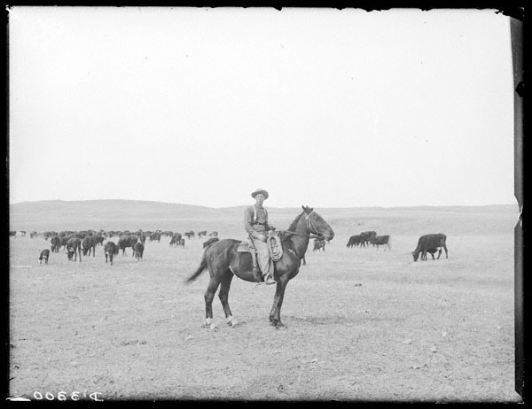 A black cowboy on his horse with cattle in the background